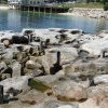 Remants of original wharf, La Perouse